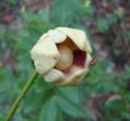 آنونا کورنیفولیا